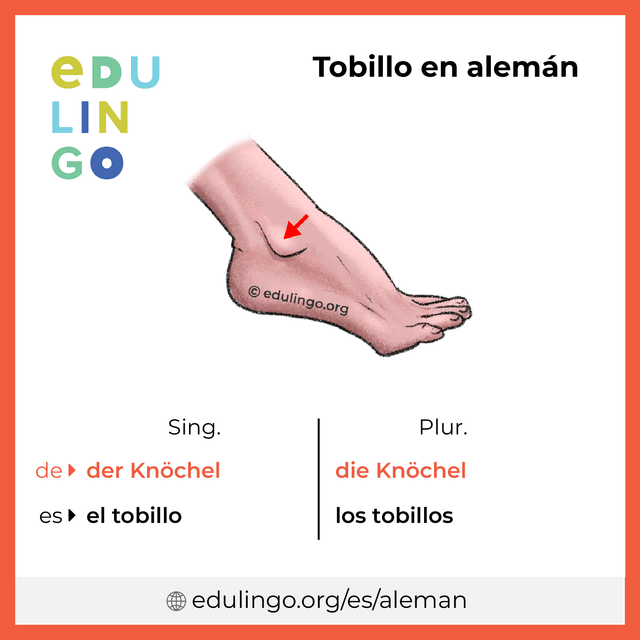 Imagen de vocabulario Tobillo en alemán con singular y plural para descargar e imprimir