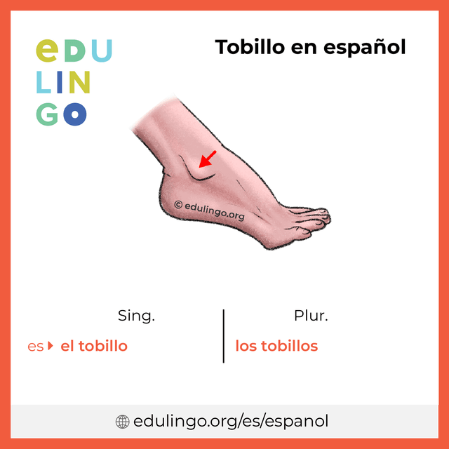 Imagen de vocabulario Tobillo en español con singular y plural para descargar e imprimir