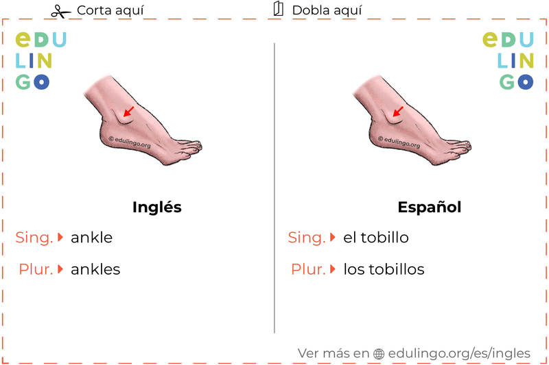 Ficha de Vocabulario Tobillo en inglés para imprimir, practicar y aprender
