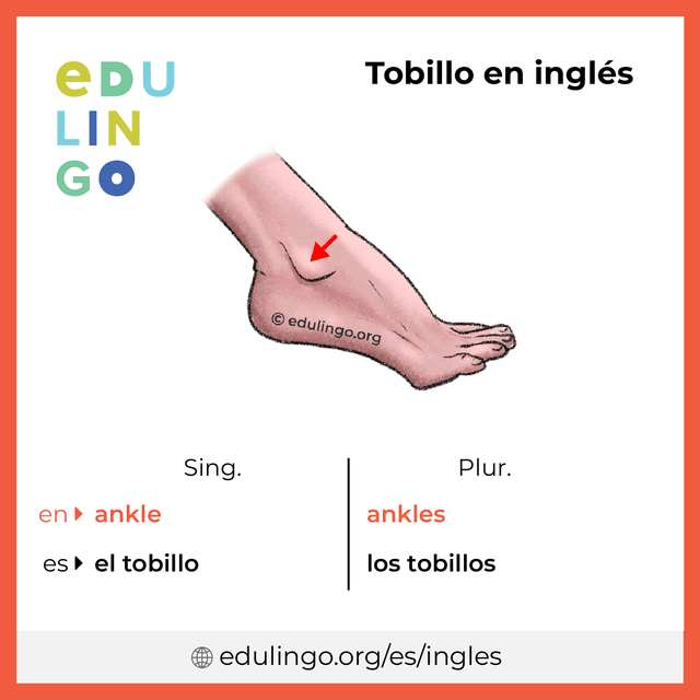 Imagen de vocabulario Tobillo en inglés con singular y plural para descargar e imprimir