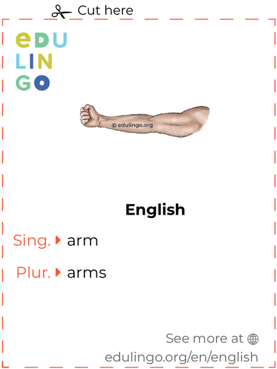Arm in English vocabulary flashcard for printing, practicing and learning