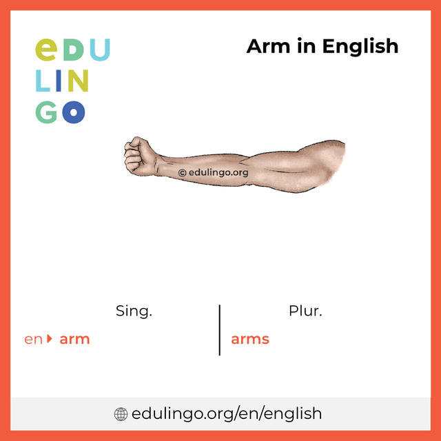 Arm in English vocabulary picture with singular and plural for download and printing
