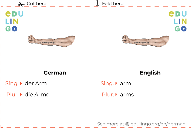 Arm in German vocabulary flashcard for printing, practicing and learning