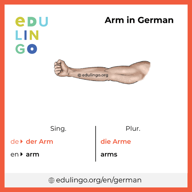 Arm in German vocabulary picture with singular and plural for download and printing