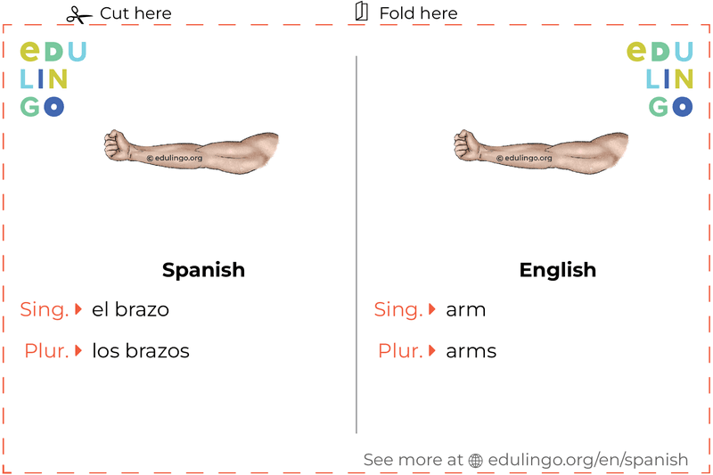 Arm in Spanish vocabulary flashcard for printing, practicing and learning