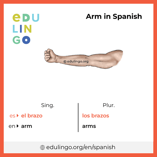 Arm in Spanish vocabulary picture with singular and plural for download and printing