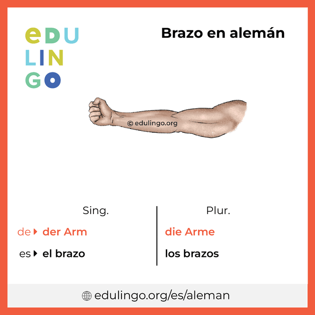 Imagen de vocabulario Brazo en alemán con singular y plural para descargar e imprimir