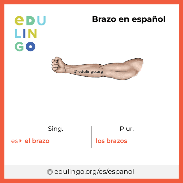 Imagen de vocabulario Brazo en español con singular y plural para descargar e imprimir