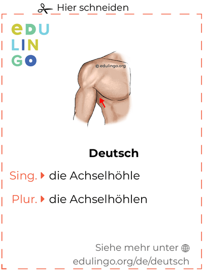 Achselhöhle auf Deutsch Vokabelkartei zum Ausdrucken, Üben und Lernen