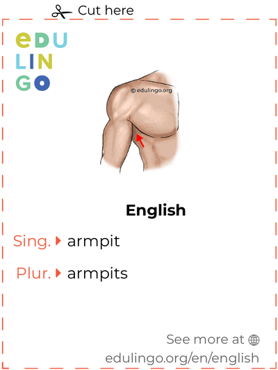 Armpit in English vocabulary flashcard for printing, practicing and learning
