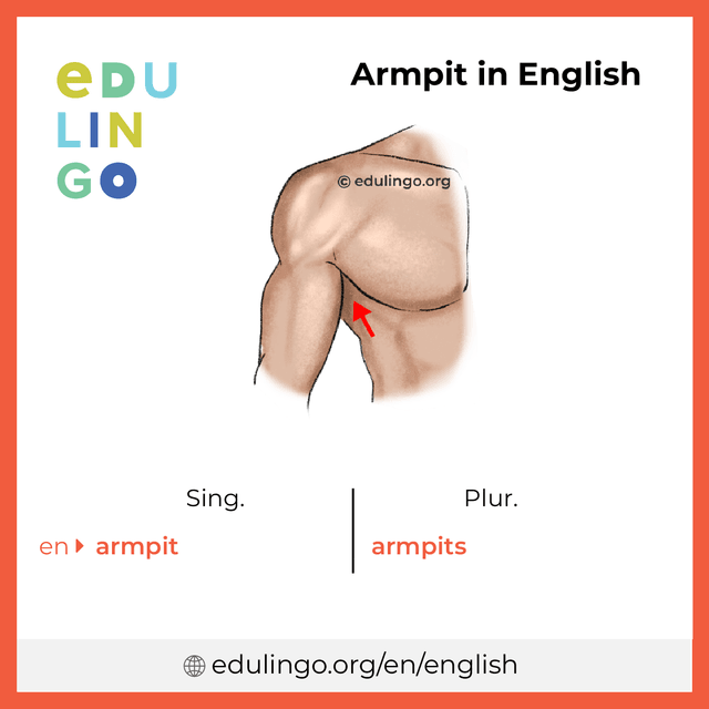 Armpit in English vocabulary picture with singular and plural for download and printing
