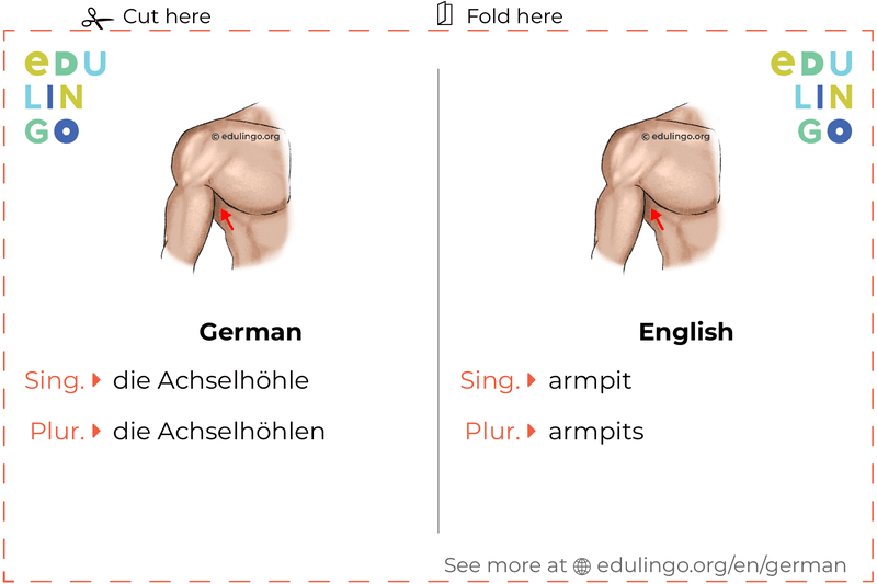 Armpit in German vocabulary flashcard for printing, practicing and learning