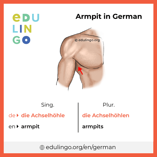 Armpit in German vocabulary picture with singular and plural for download and printing