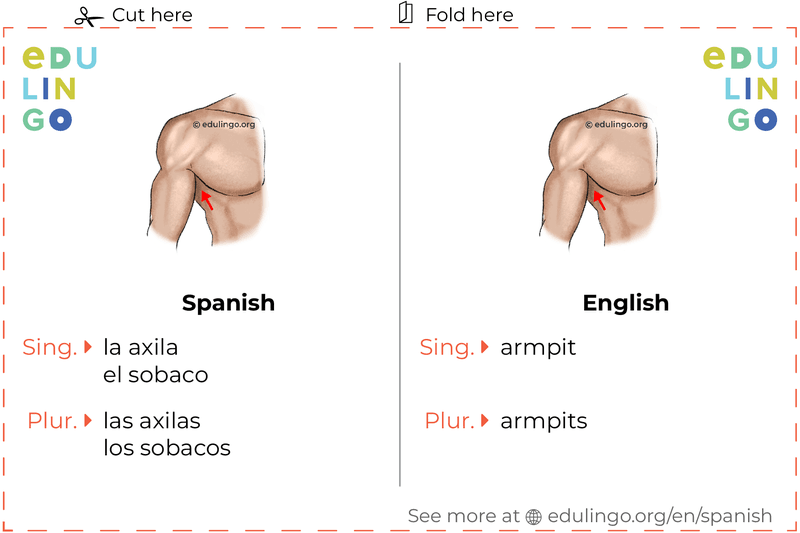 Armpit in Spanish vocabulary flashcard for printing, practicing and learning