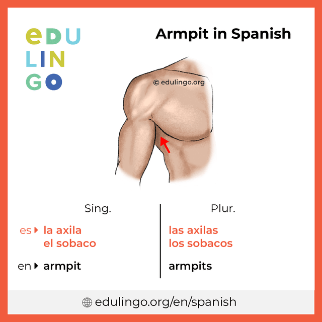 Armpit in Spanish vocabulary picture with singular and plural for download and printing