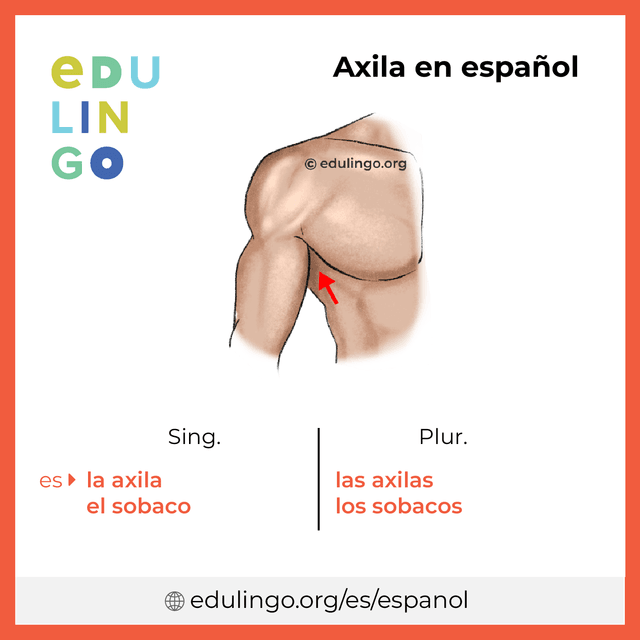 Imagen de vocabulario Axila en español con singular y plural para descargar e imprimir