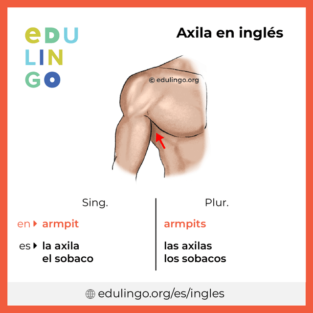 Imagen de vocabulario Axila en inglés con singular y plural para descargar e imprimir