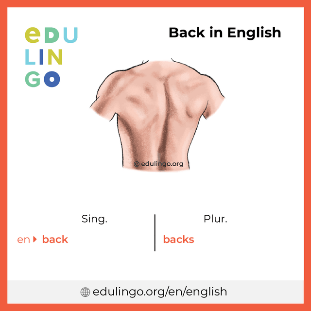 Back in English vocabulary picture with singular and plural for download and printing