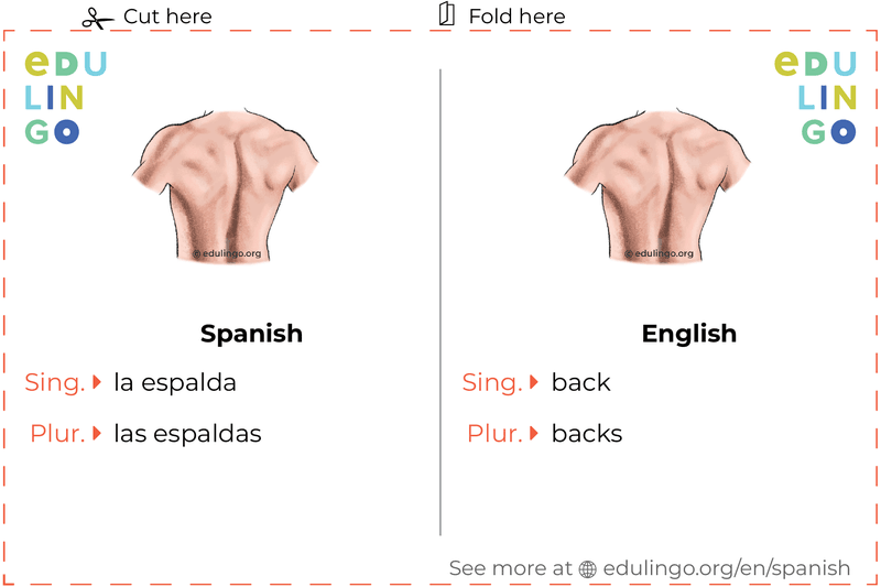 Back in Spanish vocabulary flashcard for printing, practicing and learning