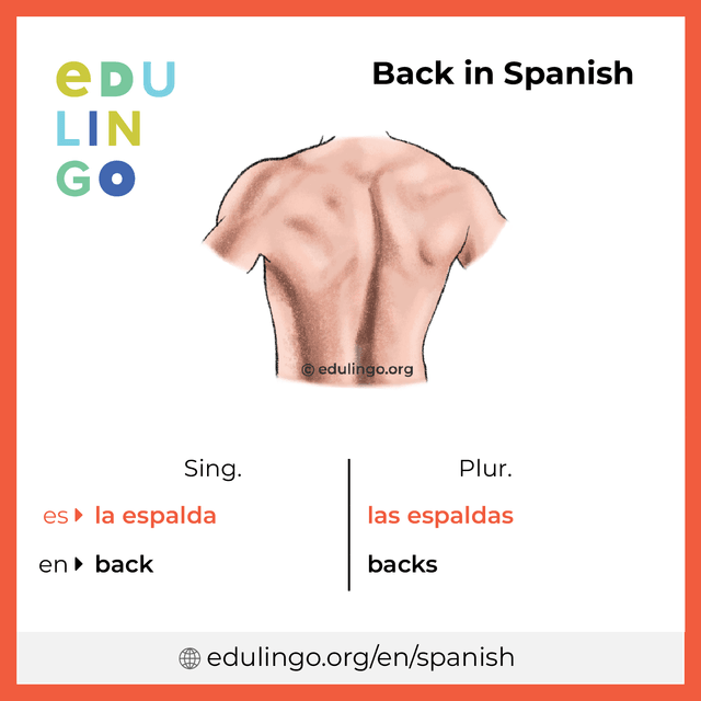 Back in Spanish vocabulary picture with singular and plural for download and printing