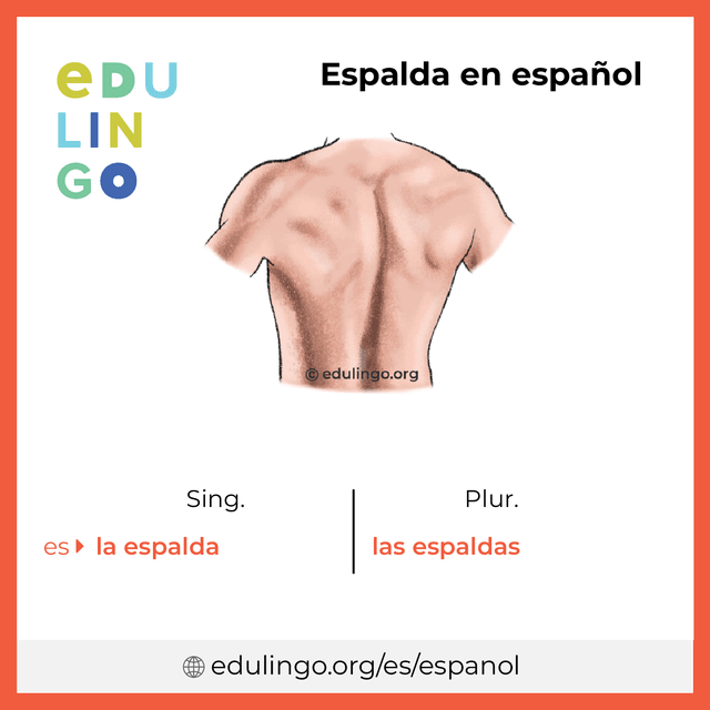Imagen de vocabulario Espalda en español con singular y plural para descargar e imprimir