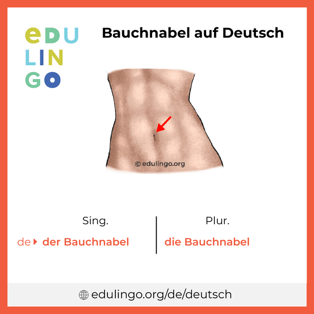 Bauchnabel auf Deutsch Vokabelbild mit Singular und Plural zum Herunterladen und Ausdrucken