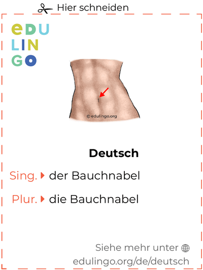 Bauchnabel auf Deutsch Vokabelkartei zum Ausdrucken, Üben und Lernen