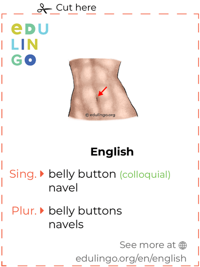 Belly Button in English vocabulary flashcard for printing, practicing and learning
