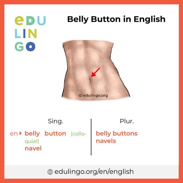 Belly Button in English vocabulary picture with singular and plural for download and printing