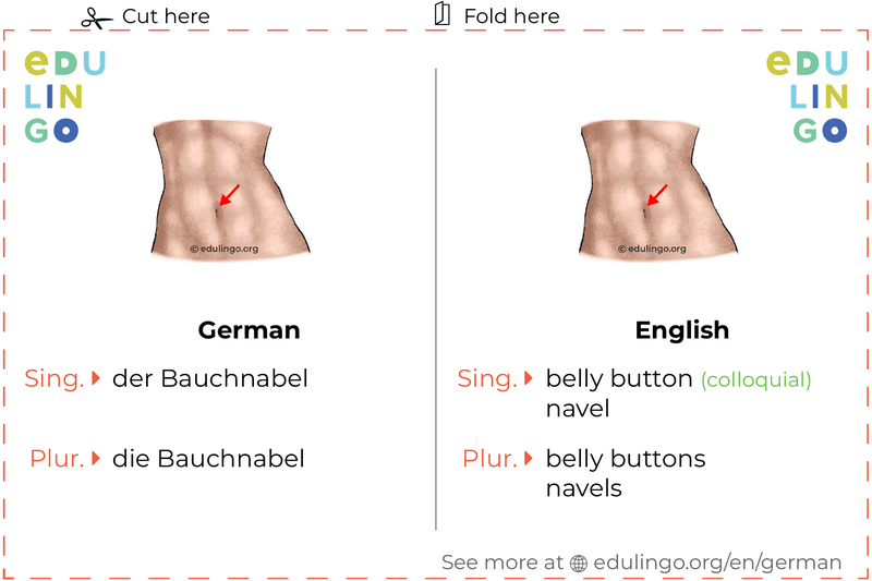 Belly Button in German vocabulary flashcard for printing, practicing and learning