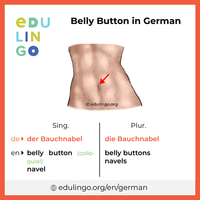 Belly Button in German vocabulary picture with singular and plural for download and printing