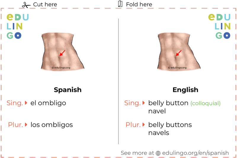 Belly Button in Spanish vocabulary flashcard for printing, practicing and learning