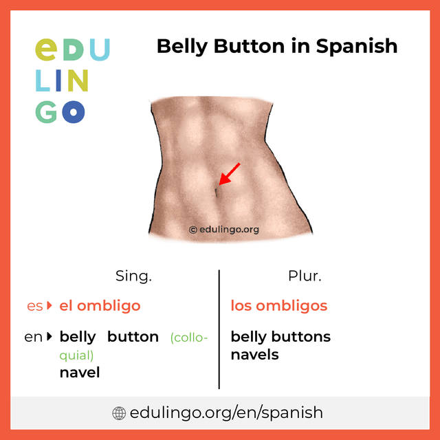 Belly Button in Spanish vocabulary picture with singular and plural for download and printing