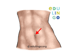 Thumbnail: Belly Button in English