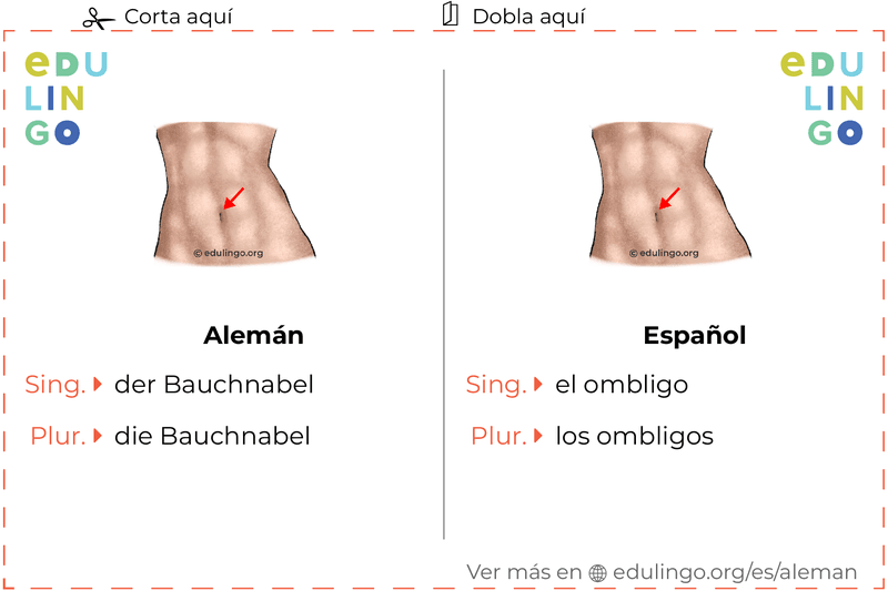 Ficha de Vocabulario Ombligo en alemán para imprimir, practicar y aprender