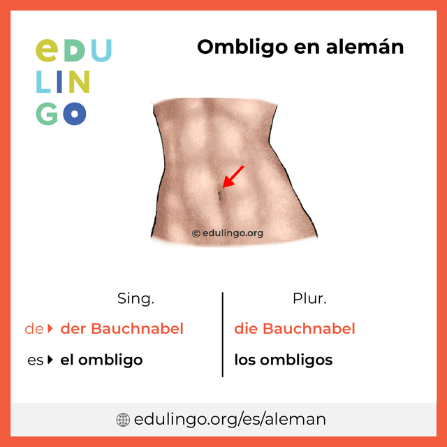 Imagen de vocabulario Ombligo en alemán con singular y plural para descargar e imprimir