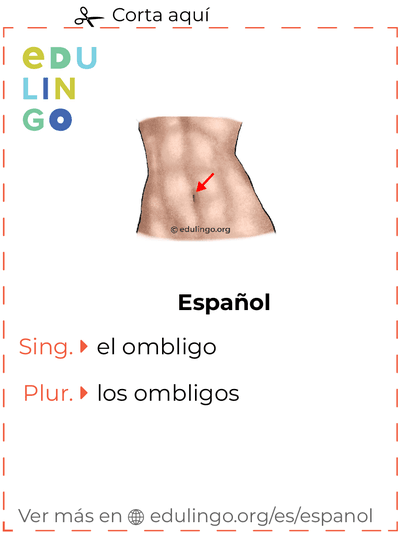 Ficha de Vocabulario Ombligo en español para imprimir, practicar y aprender