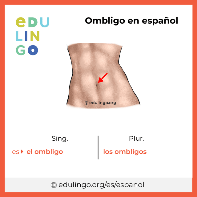 Imagen de vocabulario Ombligo en español con singular y plural para descargar e imprimir