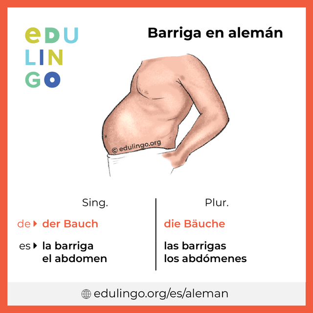 Imagen de vocabulario Barriga en alemán con singular y plural para descargar e imprimir