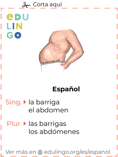 Ficha de Vocabulario Barriga en español para imprimir, practicar y aprender