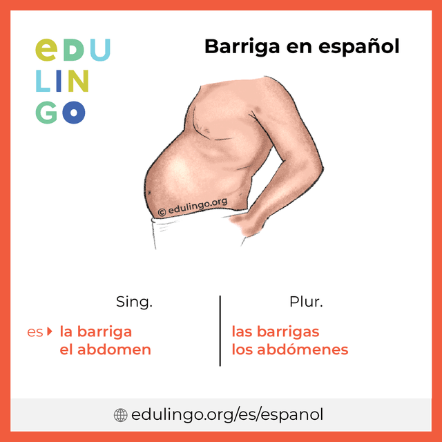 Imagen de vocabulario Barriga en español con singular y plural para descargar e imprimir