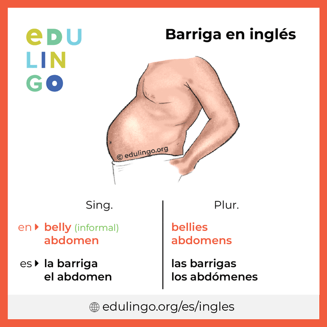 Imagen de vocabulario Barriga en inglés con singular y plural para descargar e imprimir