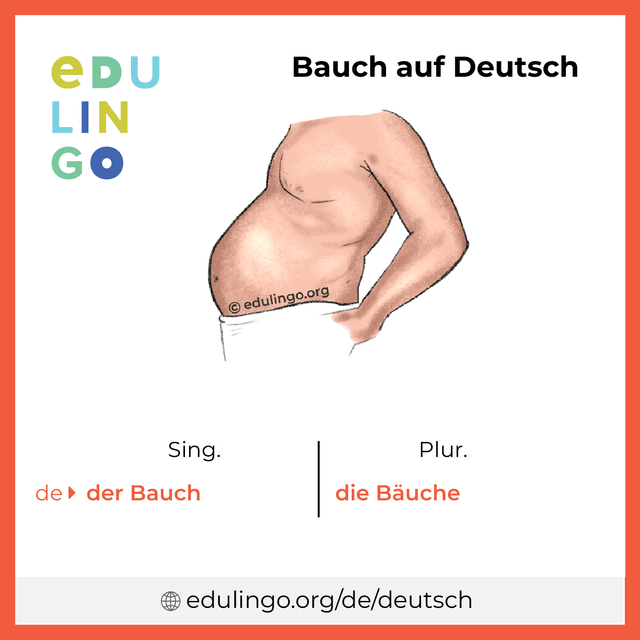 Bauch auf Deutsch Vokabelbild mit Singular und Plural zum Herunterladen und Ausdrucken