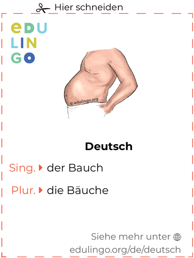 Bauch auf Deutsch Vokabelkartei zum Ausdrucken, Üben und Lernen