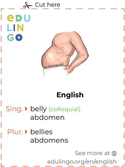 Belly in English vocabulary flashcard for printing, practicing and learning