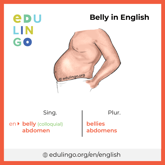 Belly in English vocabulary picture with singular and plural for download and printing