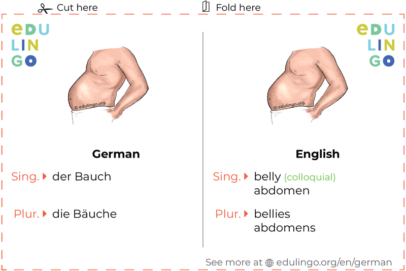 Belly in German vocabulary flashcard for printing, practicing and learning