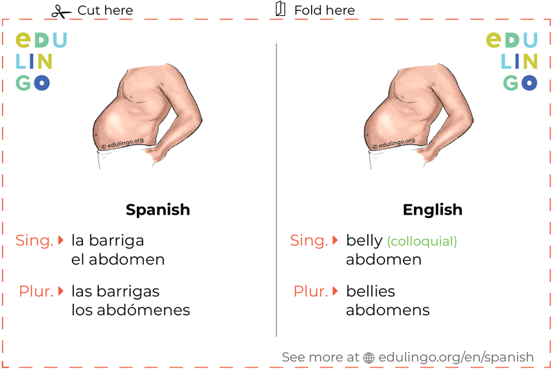 Belly in Spanish vocabulary flashcard for printing, practicing and learning