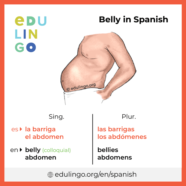 Belly in Spanish vocabulary picture with singular and plural for download and printing