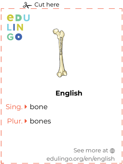 Bone in English vocabulary flashcard for printing, practicing and learning